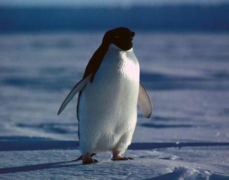 Adelie Penguin picture