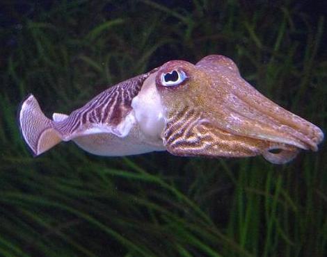 Cuttlefish picture
