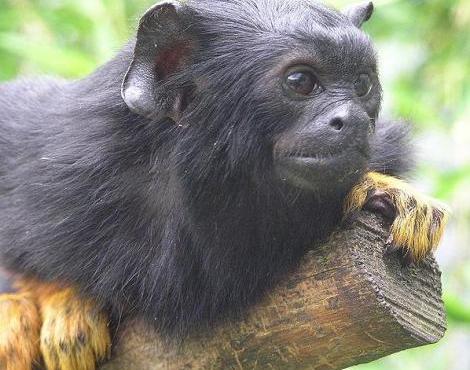Red-handed Tamarin picture