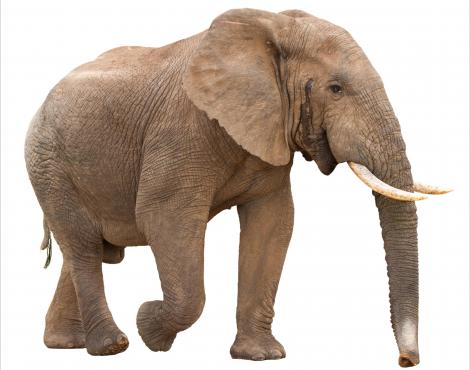 African Bush Elephant picture