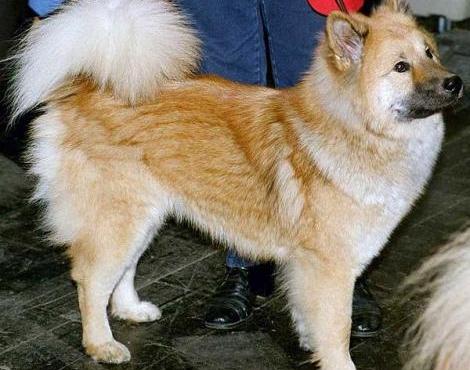 Ainu Dog picture