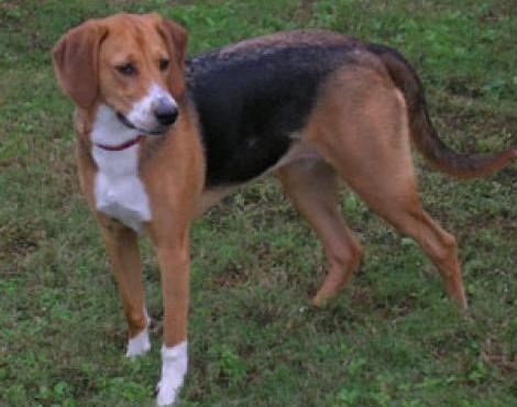 American Foxhound picture