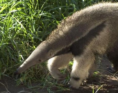 Anteater picture