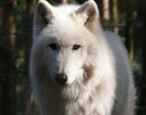 Arctic Wolf picture