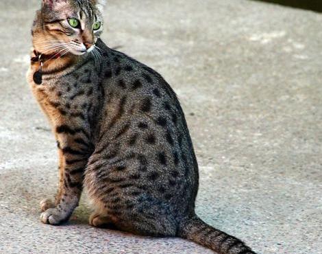 Egyptian Mau picture