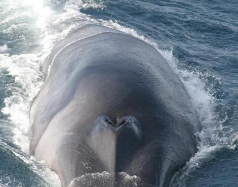 Fin Whale picture
