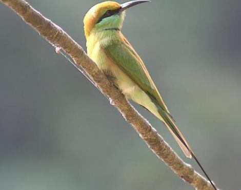 Green Bee-Eater picture
