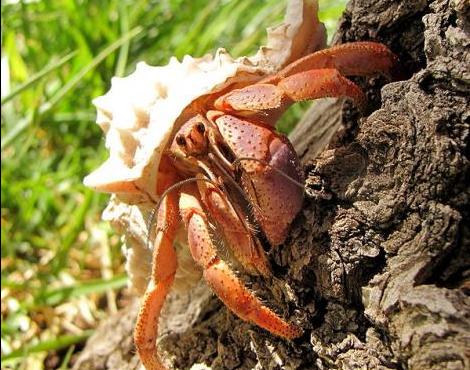 Hermit Crab picture