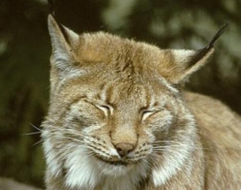 Lynx picture