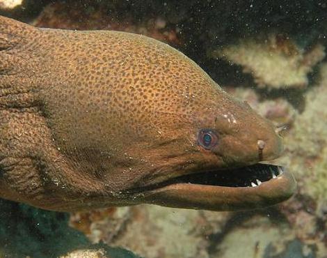 Moray Eel picture