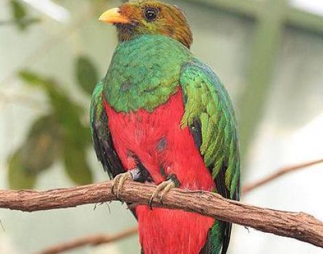 Quetzal picture
