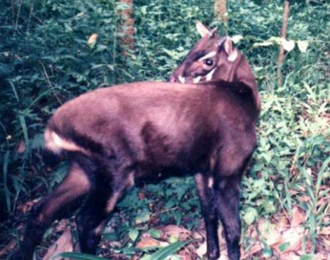 Saola picture