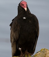 New world vultures