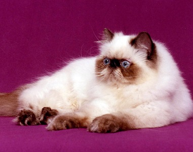 Himalayan or Colorpoint Persian
