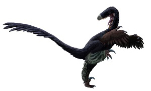 Dromaeosaurid
